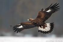 Steinadler